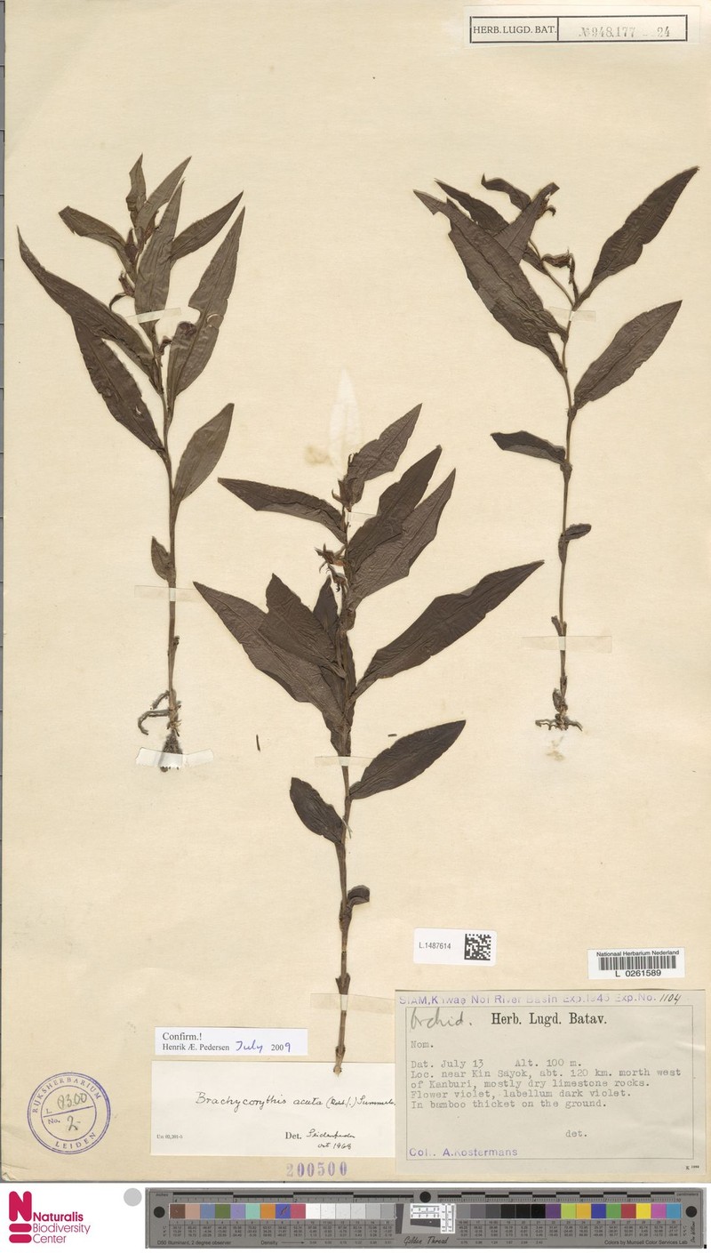 Brachycorythis acuta