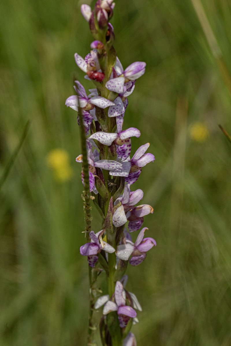 Brachycorythis angolensis