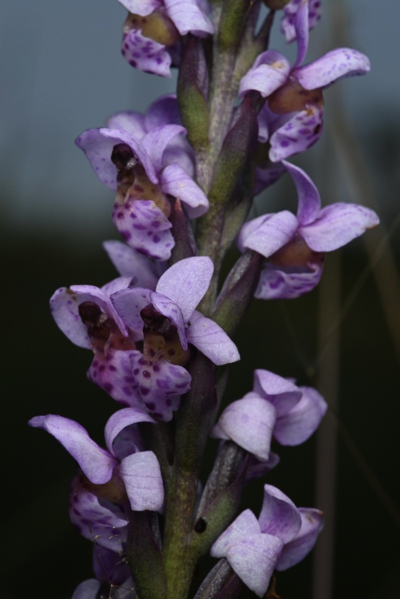 Brachycorythis angolensis photo 2