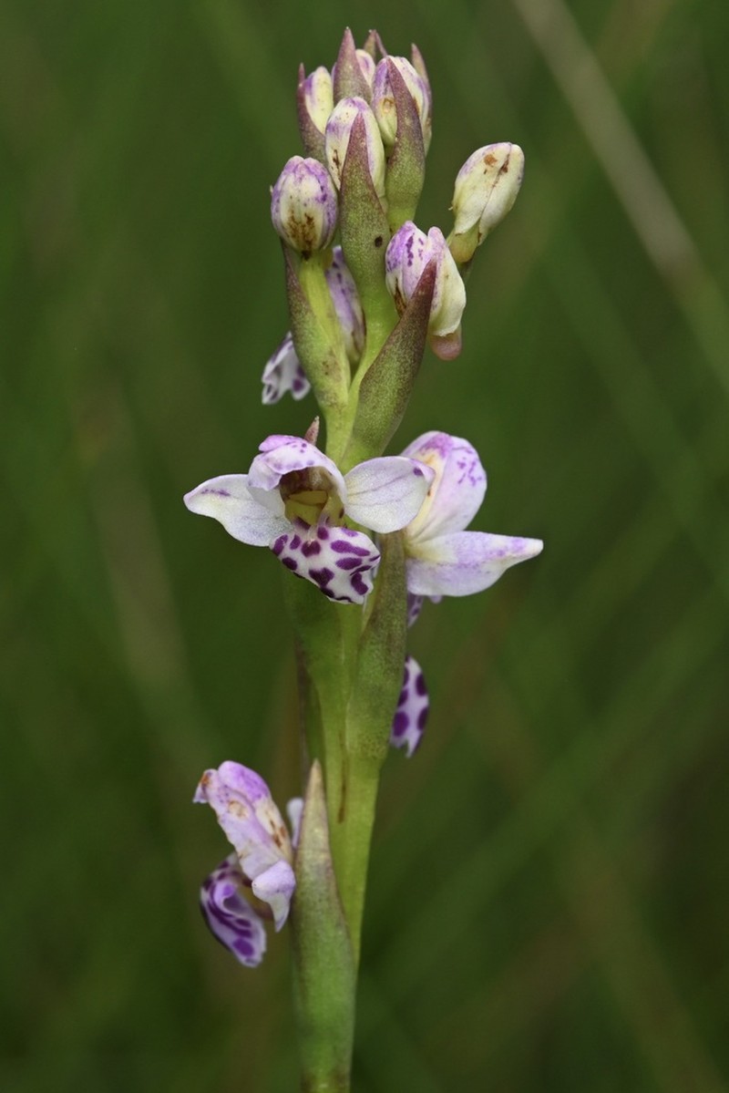 Brachycorythis angolensis photo 3