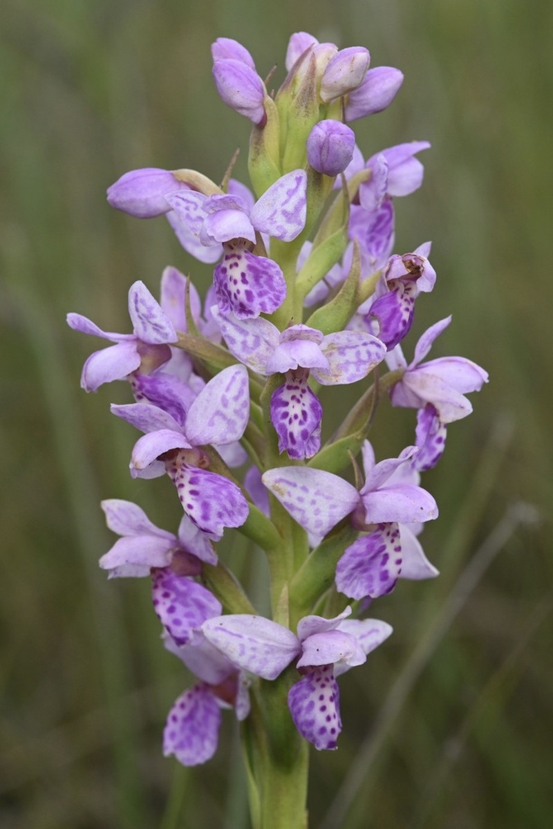 Brachycorythis angolensis photo 4