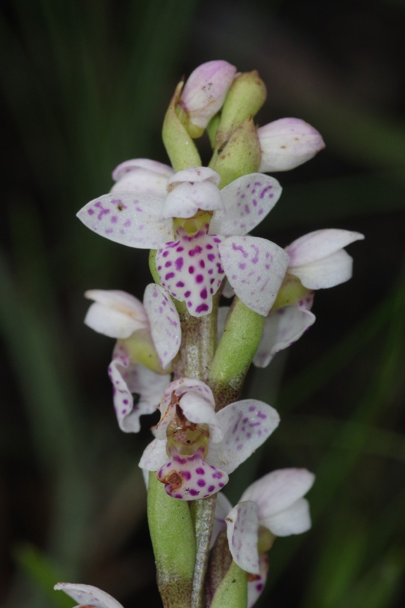 Brachycorythis angolensis photo 5