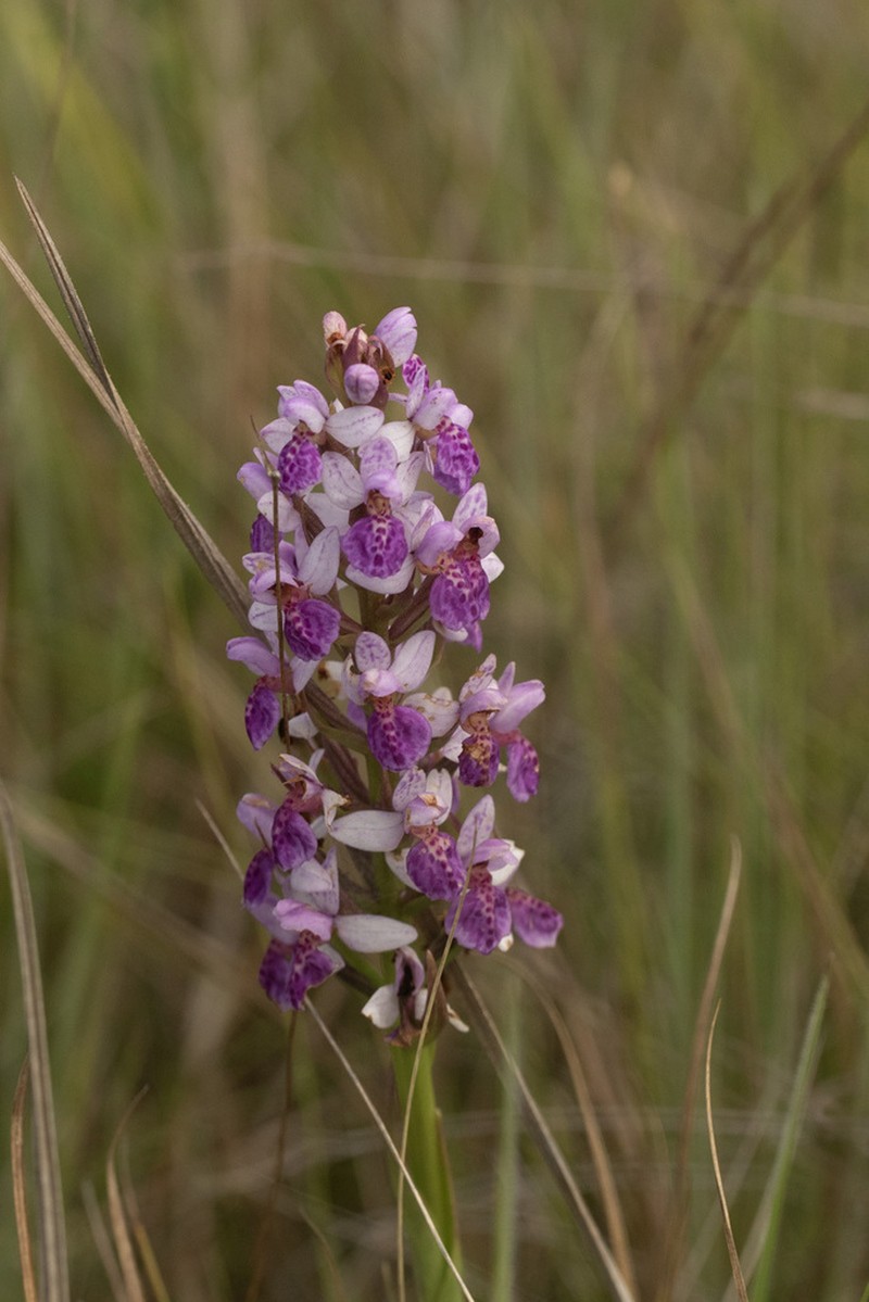 Brachycorythis angolensis photo 6