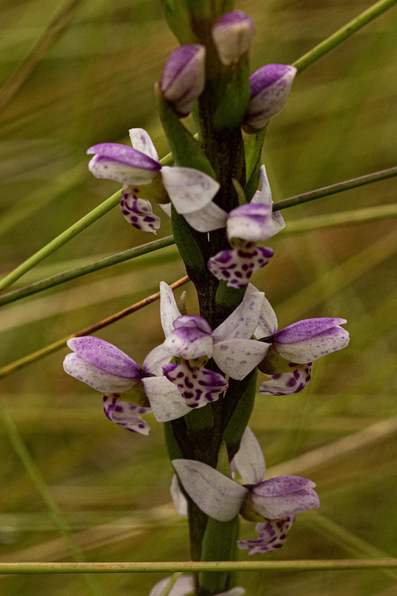 Brachycorythis angolensis photo 7