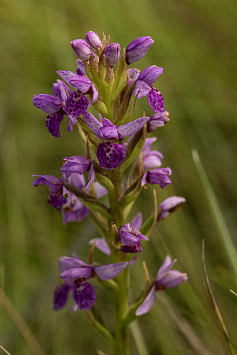 Brachycorythis angolensis photo 8