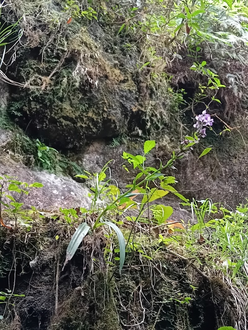 Brachycorythis basifoliata