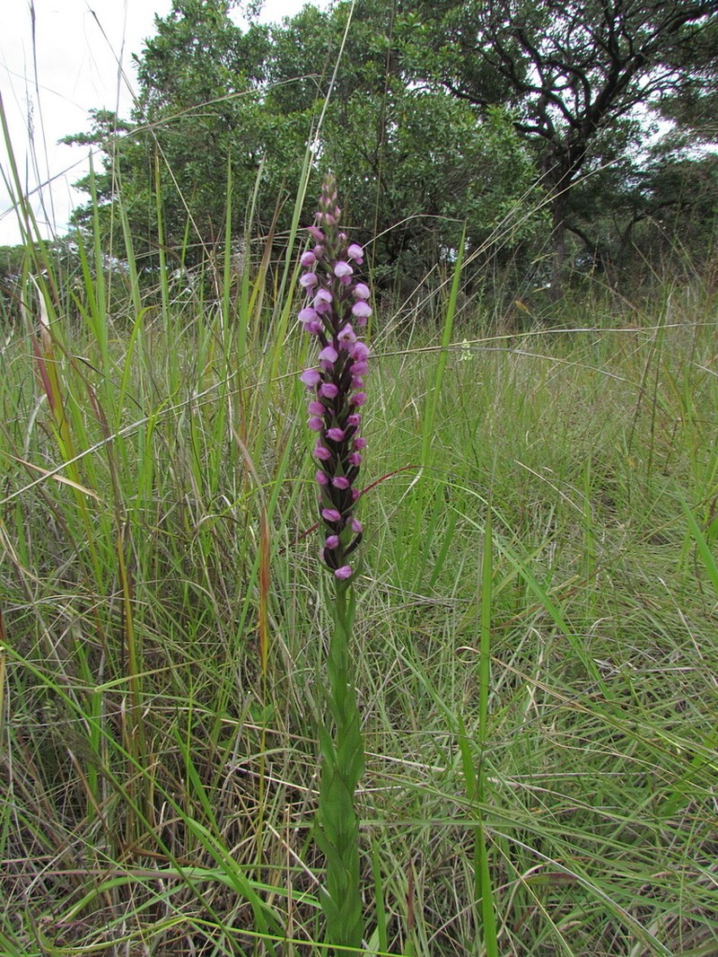Brachycorythis buchananii