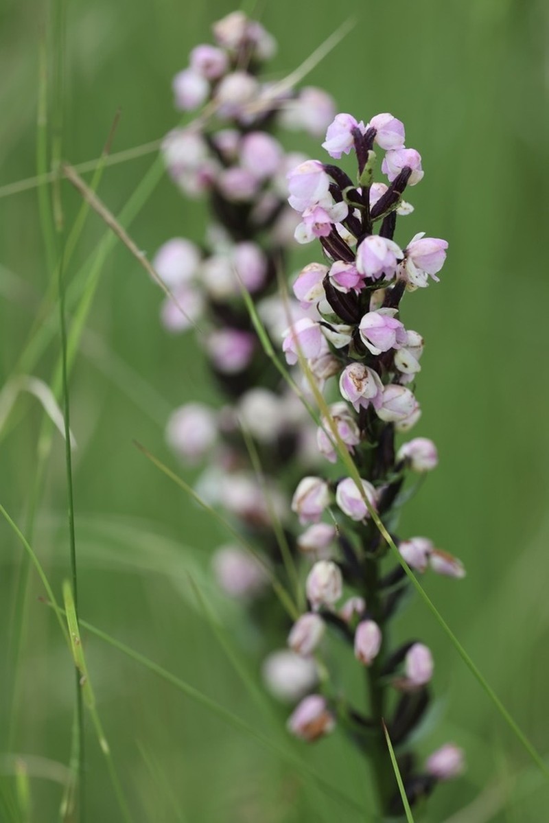 Brachycorythis buchananii photo 2