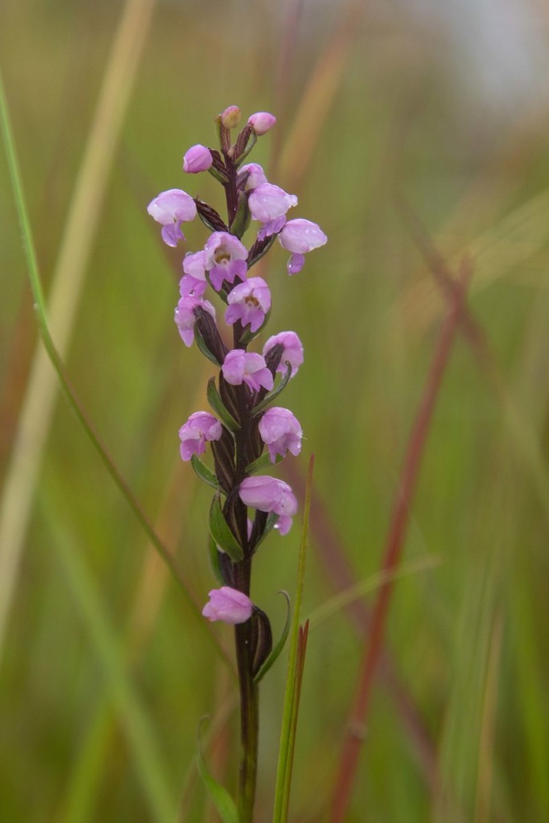 Brachycorythis buchananii photo 3