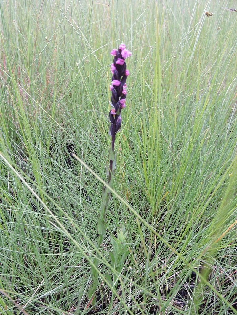 Brachycorythis buchananii photo 4