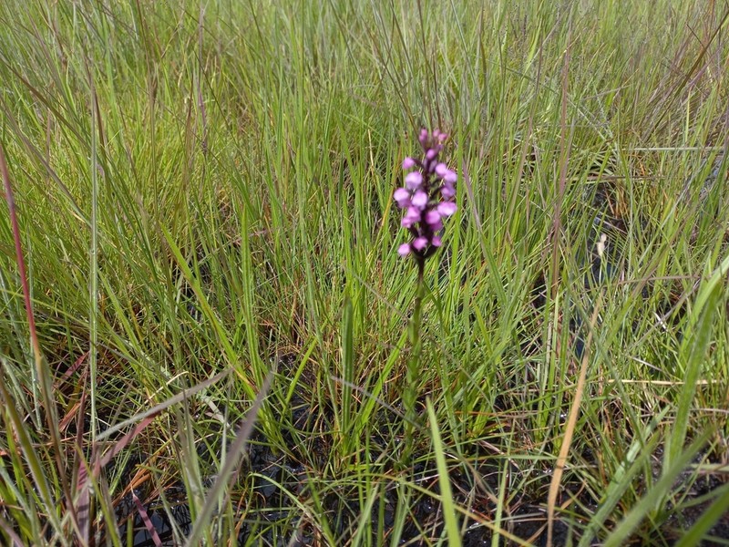 Brachycorythis buchananii photo 5