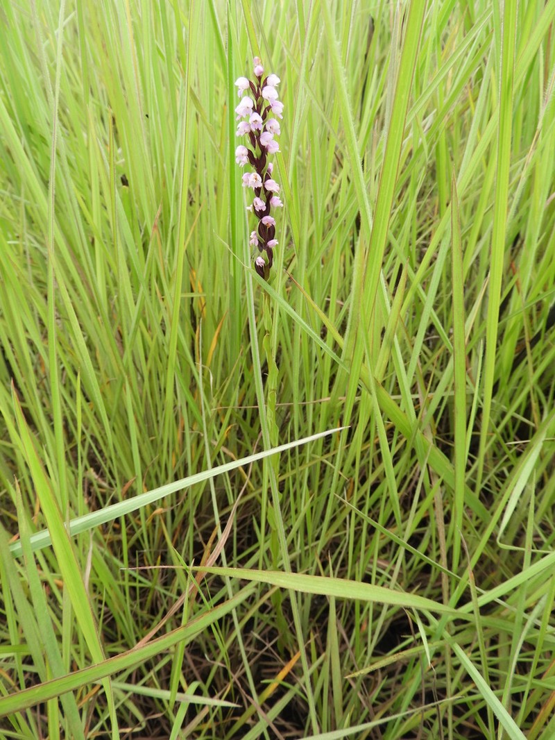 Brachycorythis buchananii photo 6