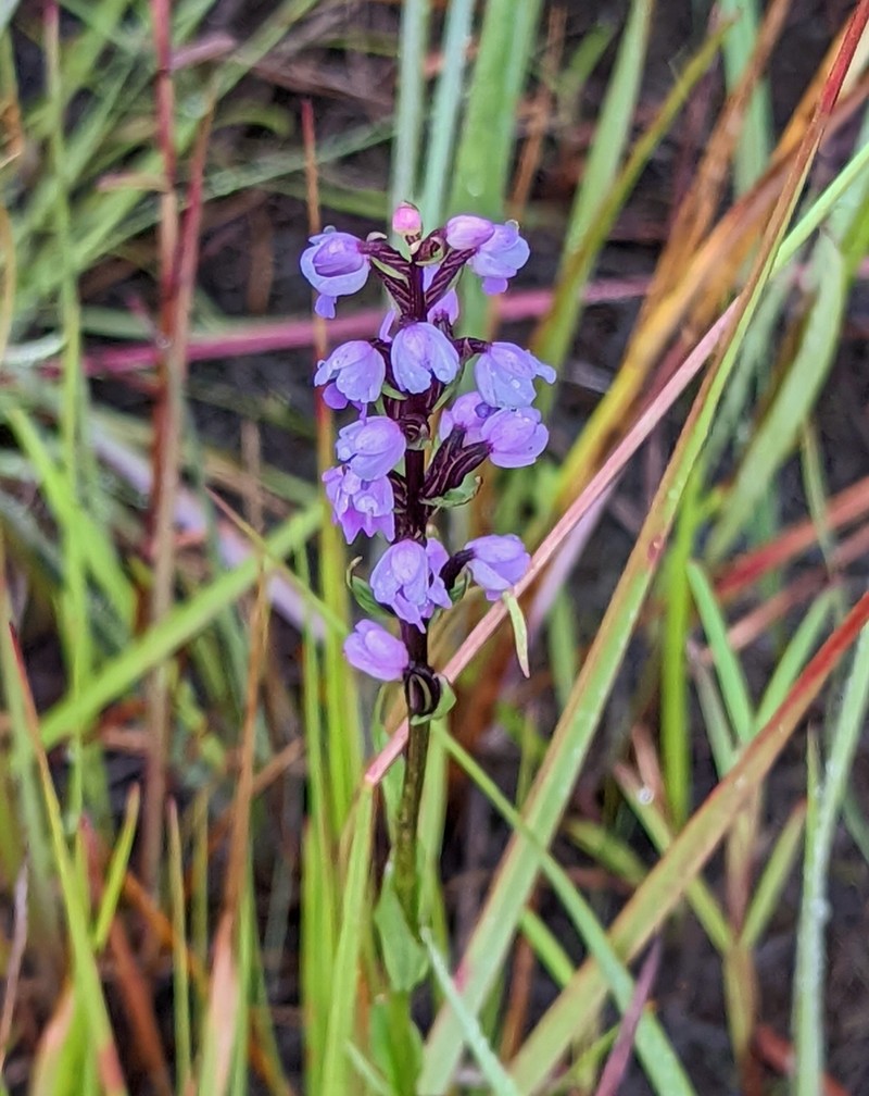 Brachycorythis buchananii photo 8