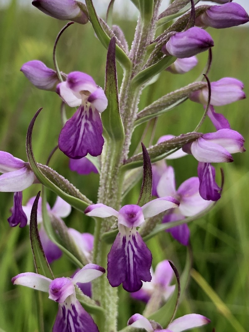Brachycorythis congoensis photo 2
