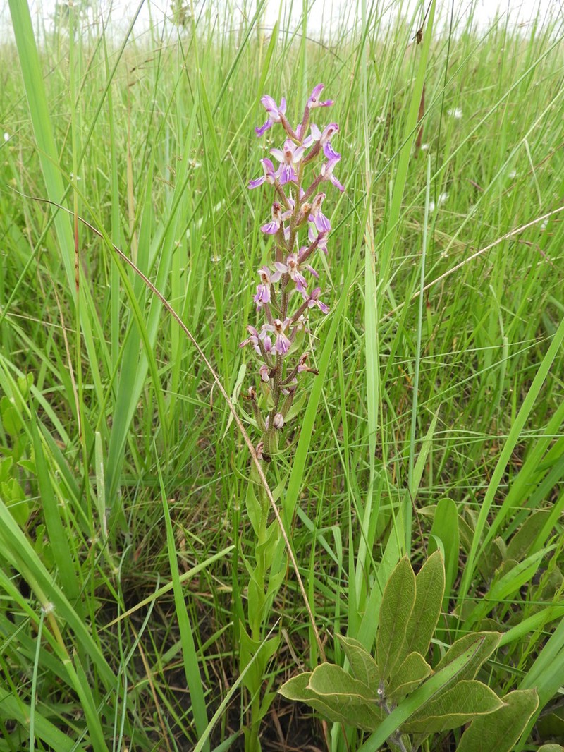 Brachycorythis congoensis photo 3