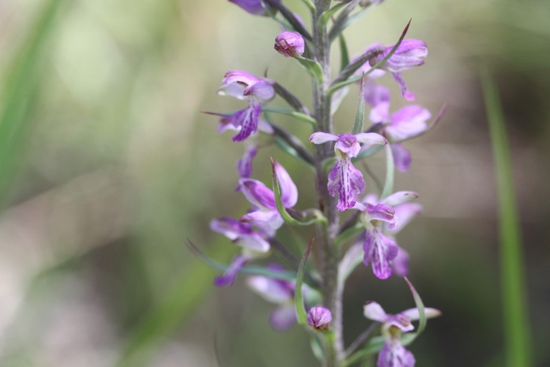 Brachycorythis congoensis photo 5