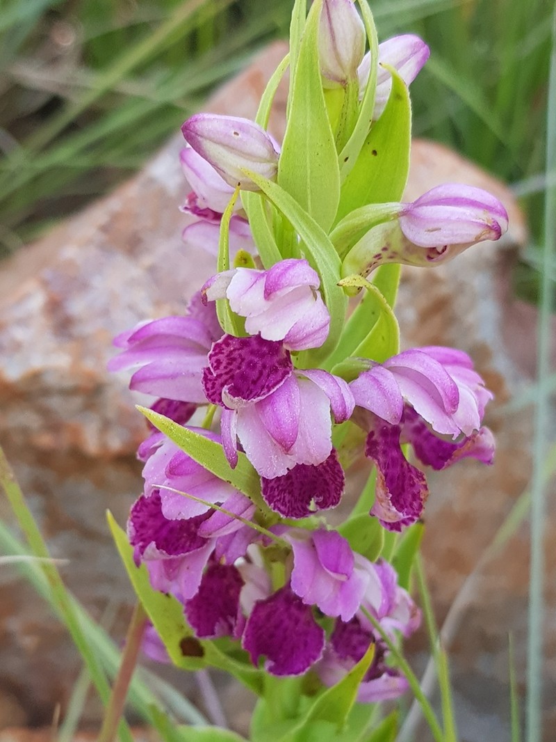 Brachycorythis conica