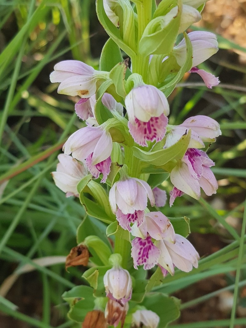 Brachycorythis conica photo 2