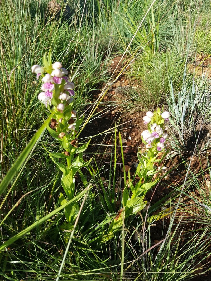 Brachycorythis conica photo 3