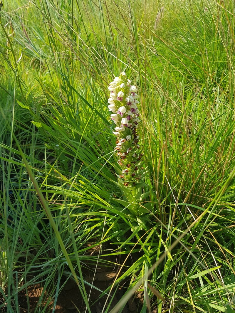 Brachycorythis conica photo 4