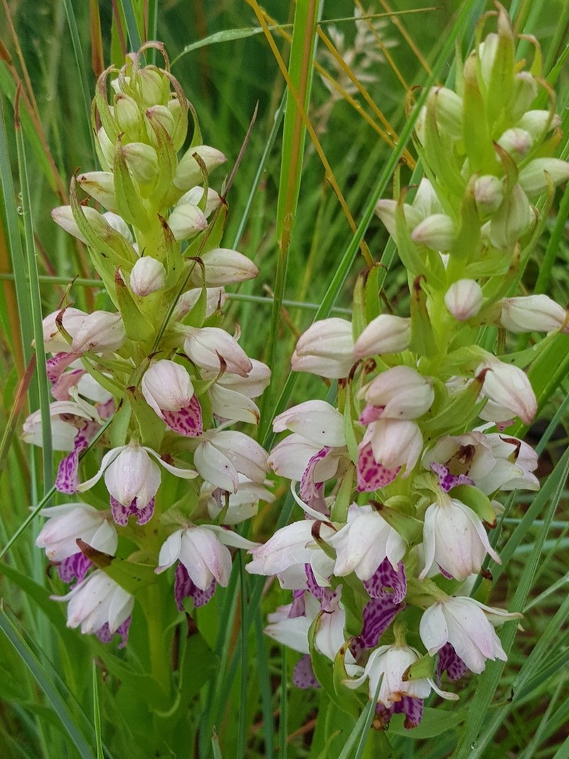 Brachycorythis conica photo 6
