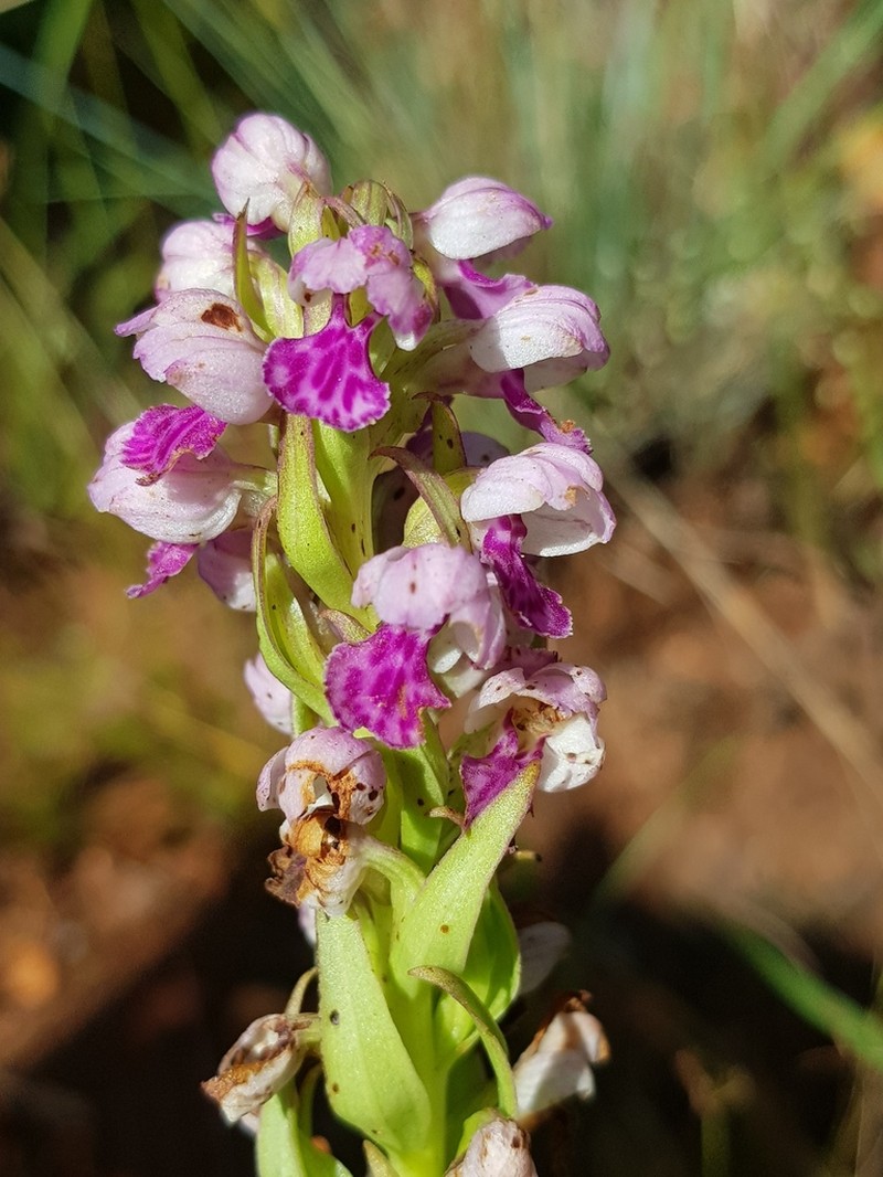 Brachycorythis conica photo 8