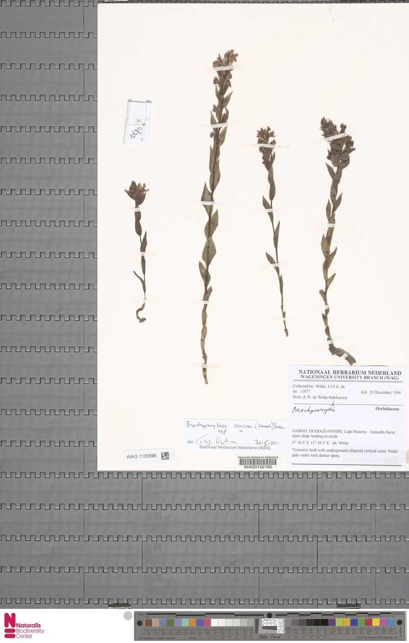 Brachycorythis conica subsp. conica