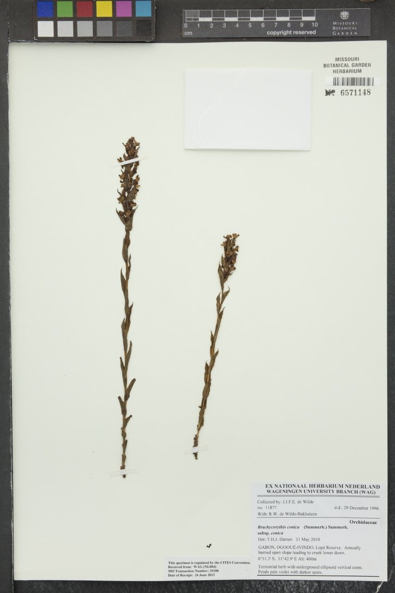 Brachycorythis conica subsp. conica photo 2