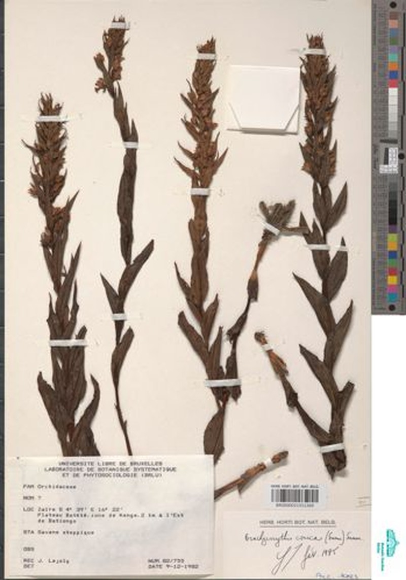 Brachycorythis conica subsp. conica photo 3
