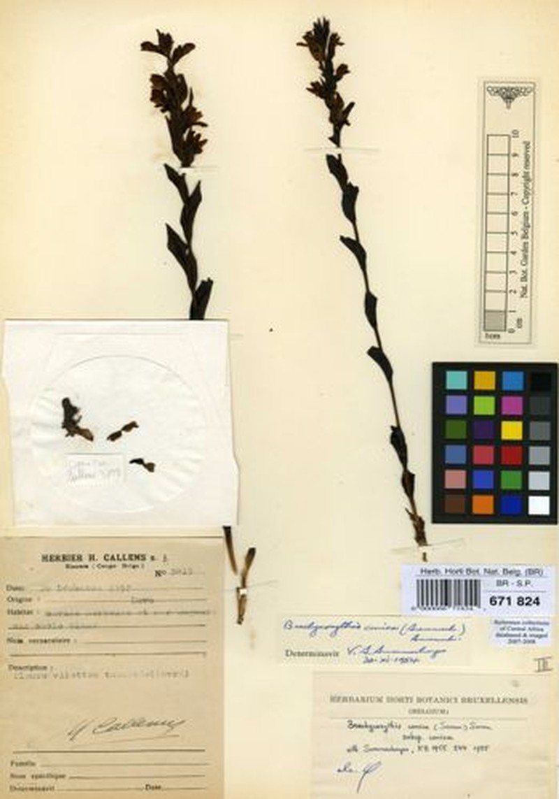Brachycorythis conica subsp. conica photo 4