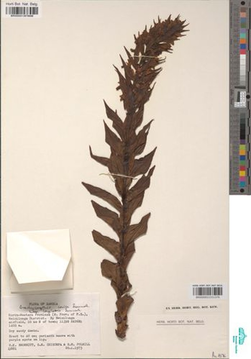 Brachycorythis conica subsp. longilabris