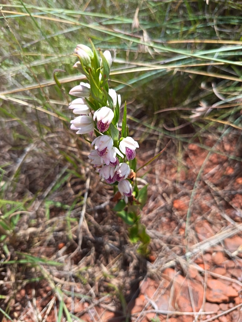 Brachycorythis conica subsp. transvaalensis