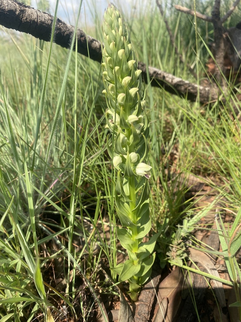 Brachycorythis conica subsp. transvaalensis photo 2