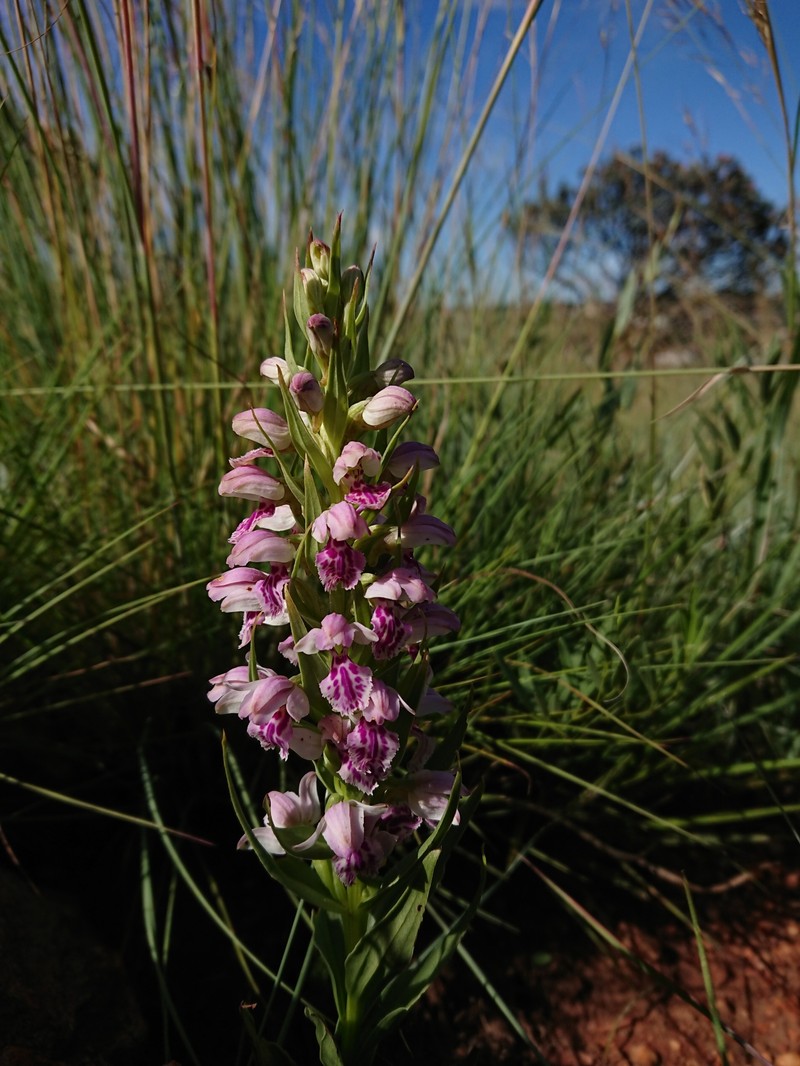 Brachycorythis conica subsp. transvaalensis photo 3
