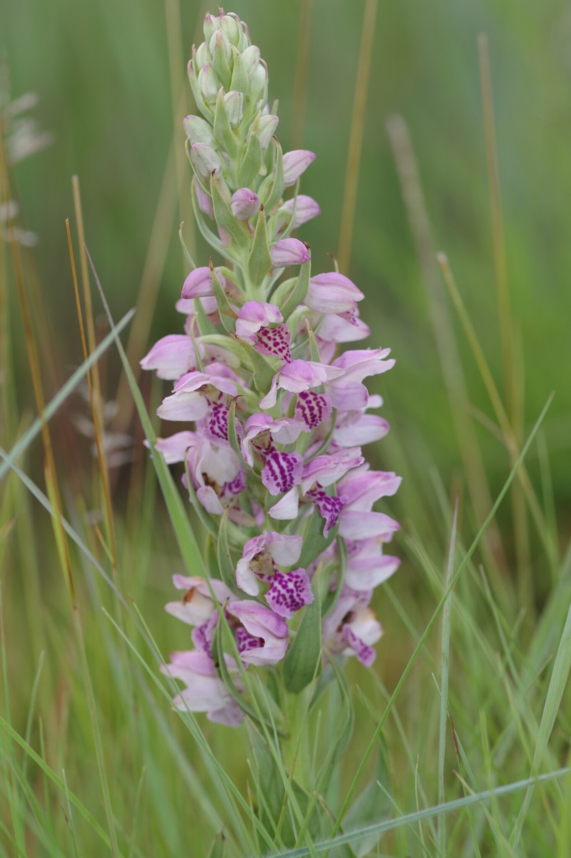Brachycorythis conica subsp. transvaalensis photo 4