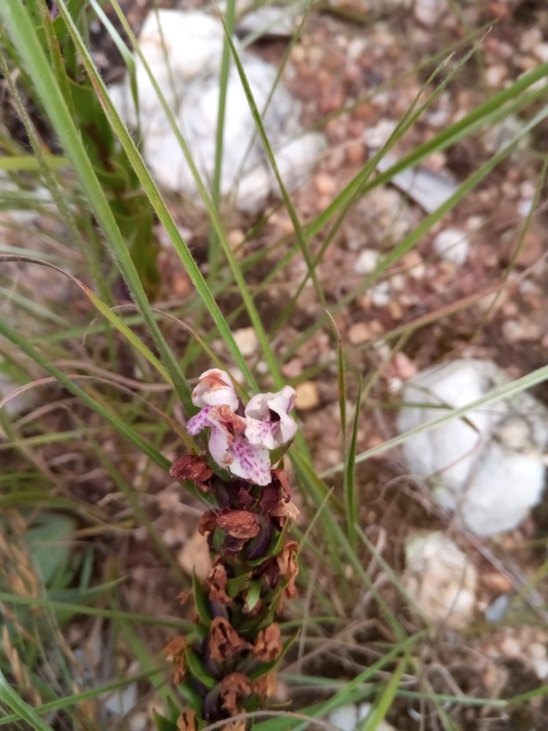 Brachycorythis disoides photo 2