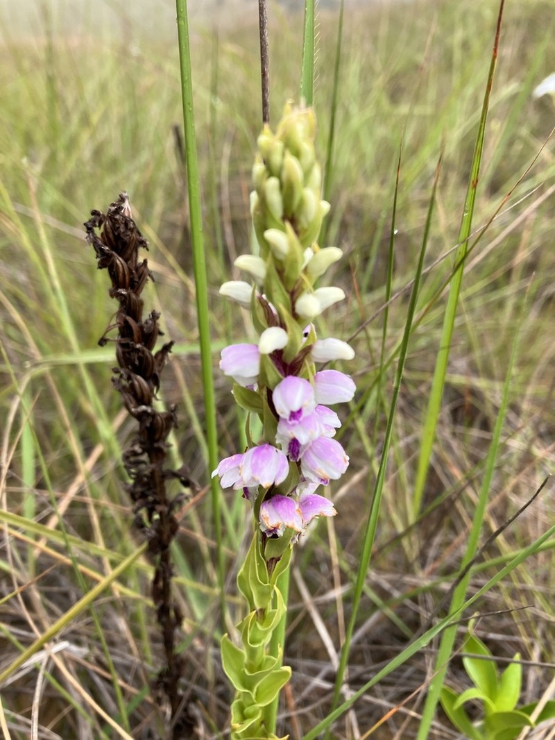 Brachycorythis disoides photo 3