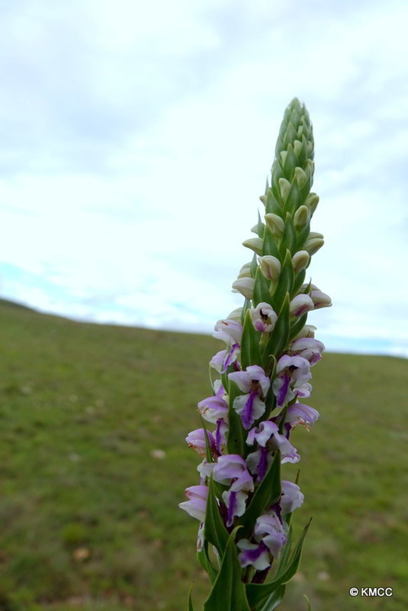 Brachycorythis disoides photo 4