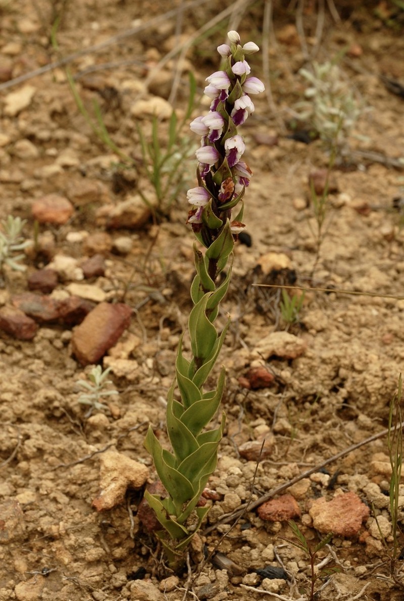 Brachycorythis disoides photo 6