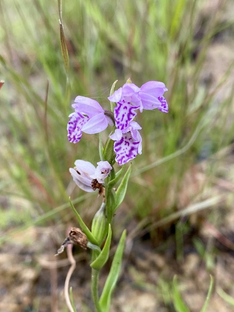 Brachycorythis friesii
