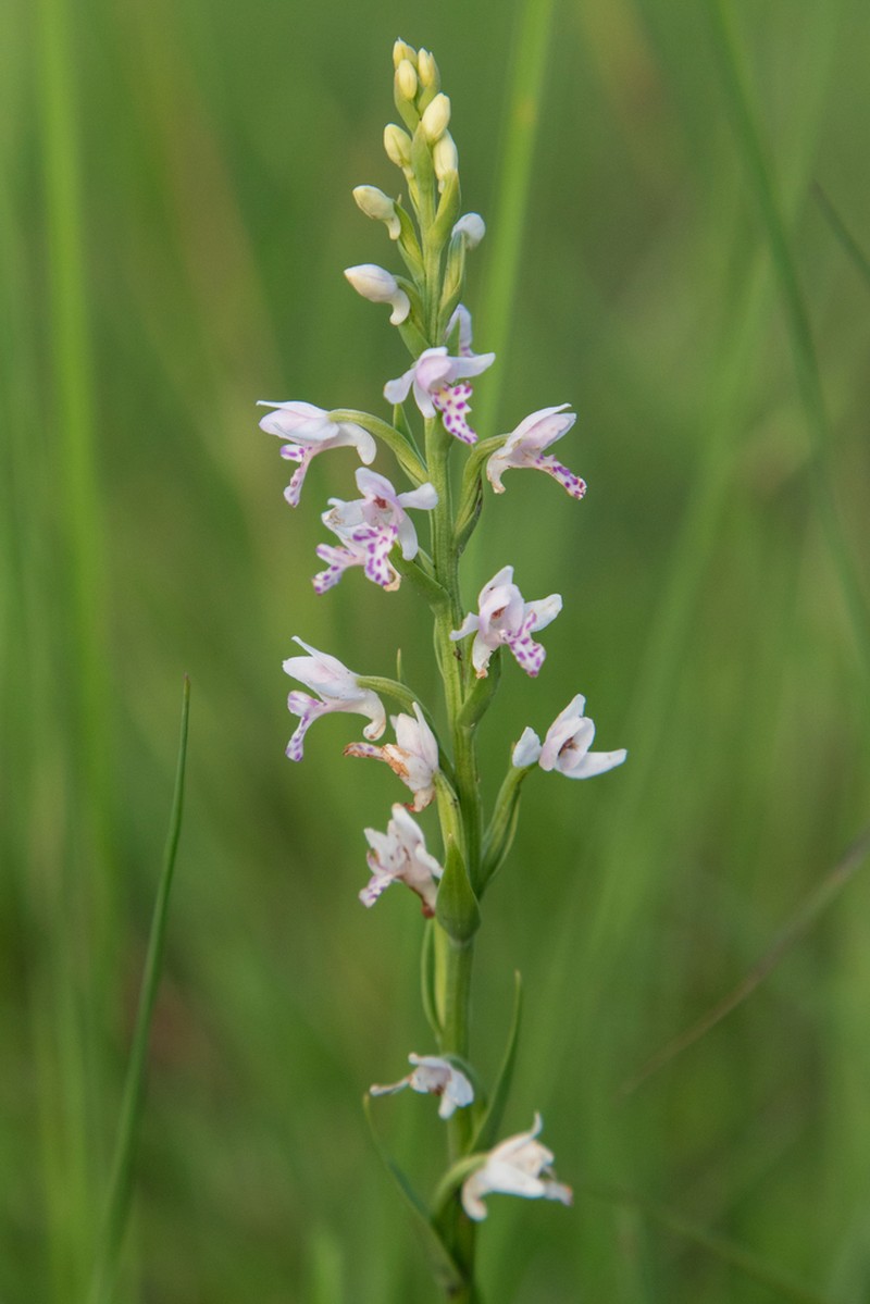 Brachycorythis friesii photo 2