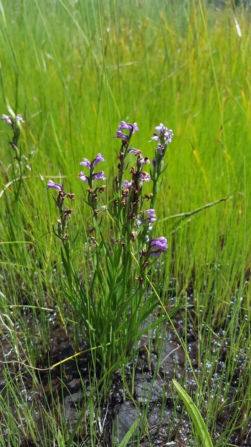 Brachycorythis friesii photo 4
