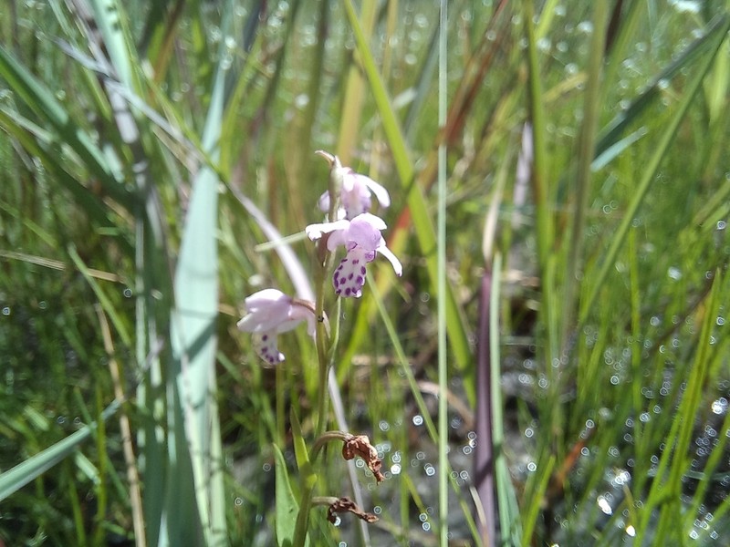 Brachycorythis friesii photo 6
