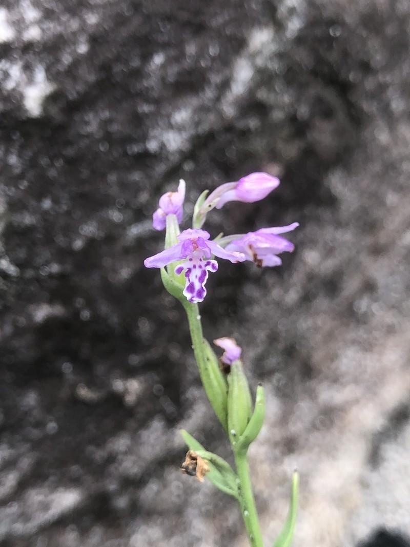 Brachycorythis friesii photo 8