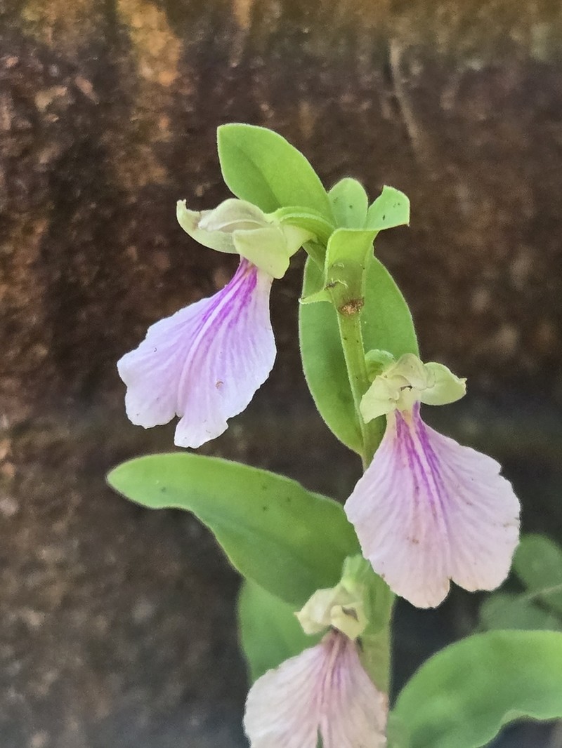 Brachycorythis galeandra