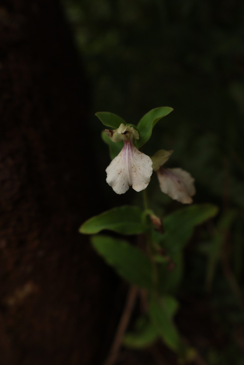 Brachycorythis galeandra photo 2