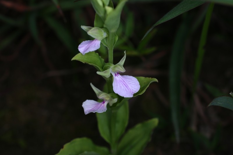 Brachycorythis galeandra photo 3