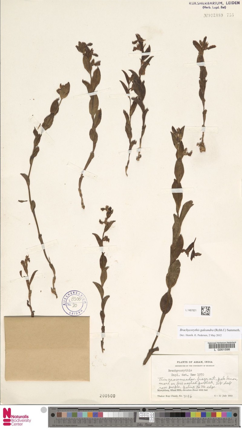 Brachycorythis galeandra photo 5