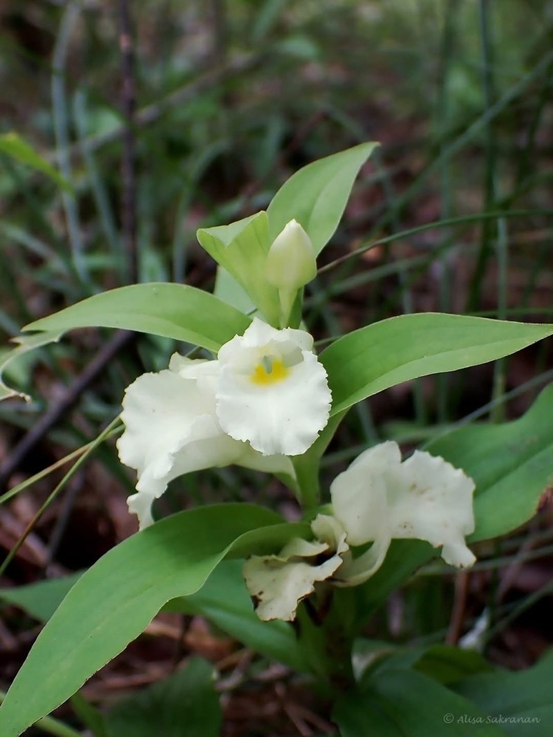 Brachycorythis helferi