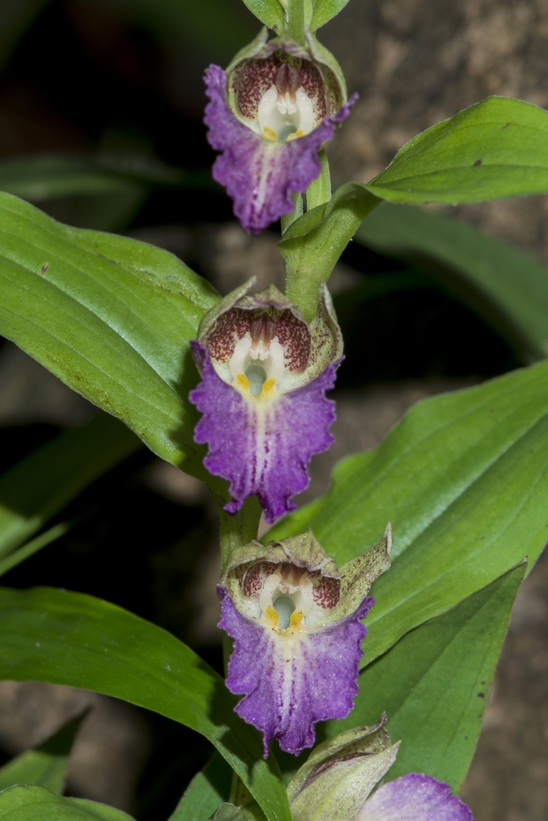 Brachycorythis helferi photo 2